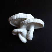 Lentinula Edodes Mushroom Shelf