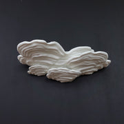 Shelf fungus Stereum ostrea