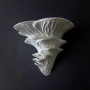 Shelf Mushroom Pleurotus Djamor