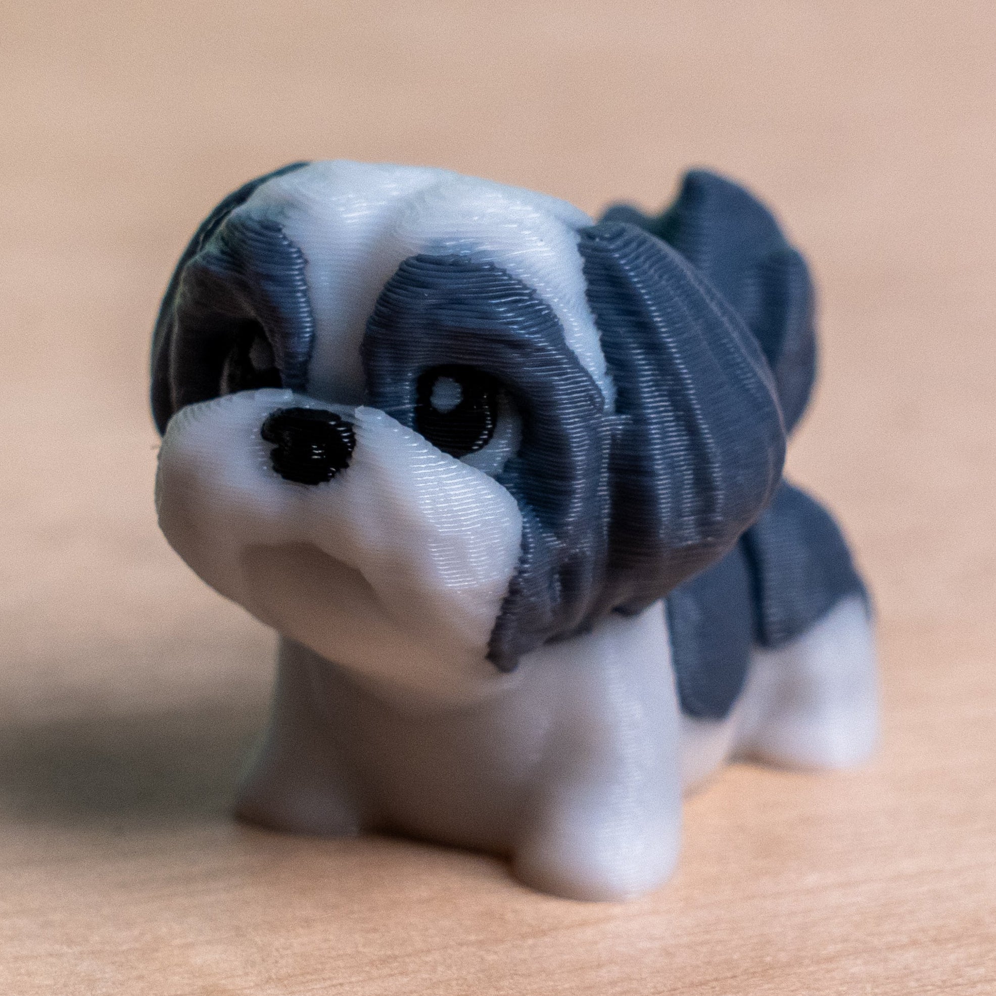 Modokin Shih Tzu dog