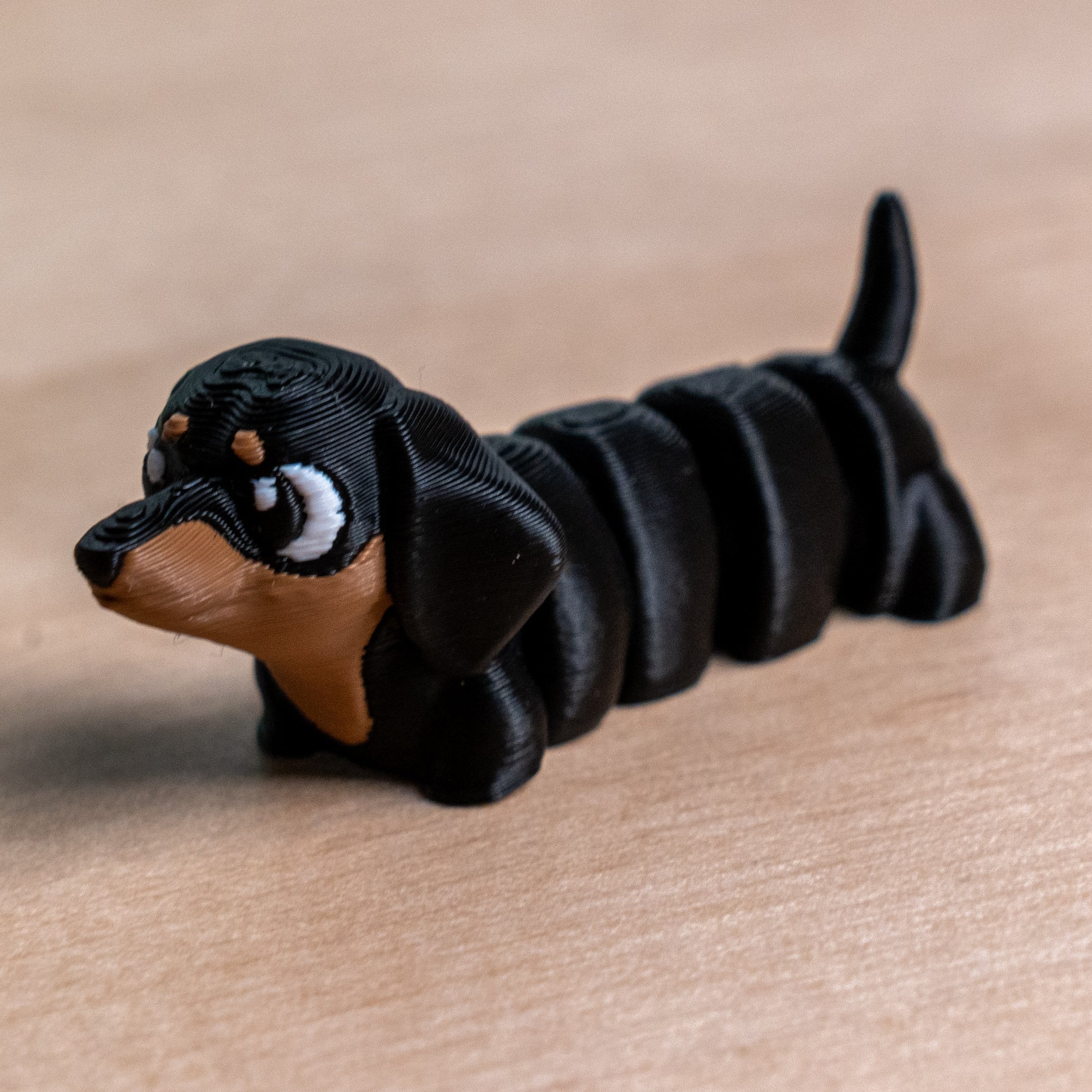 Dachshund