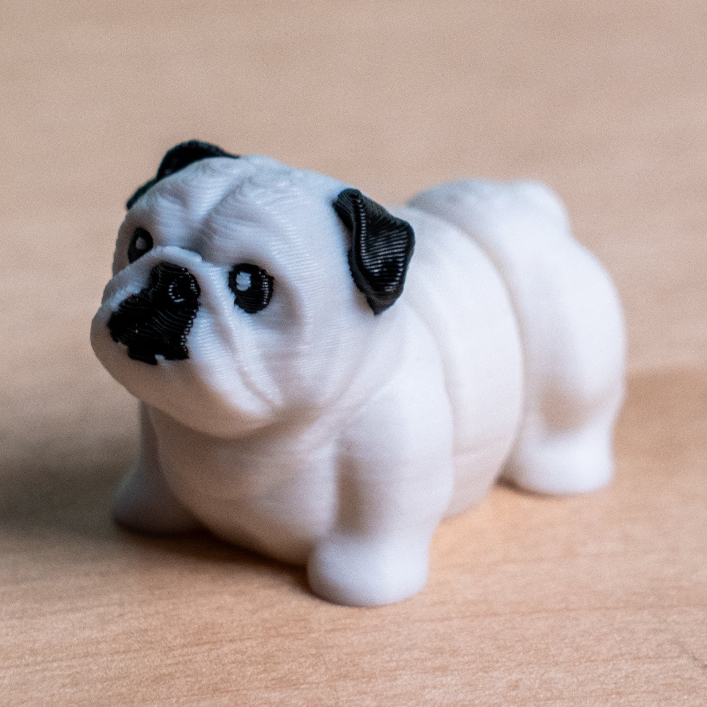 Modokin English Bulldog Dog