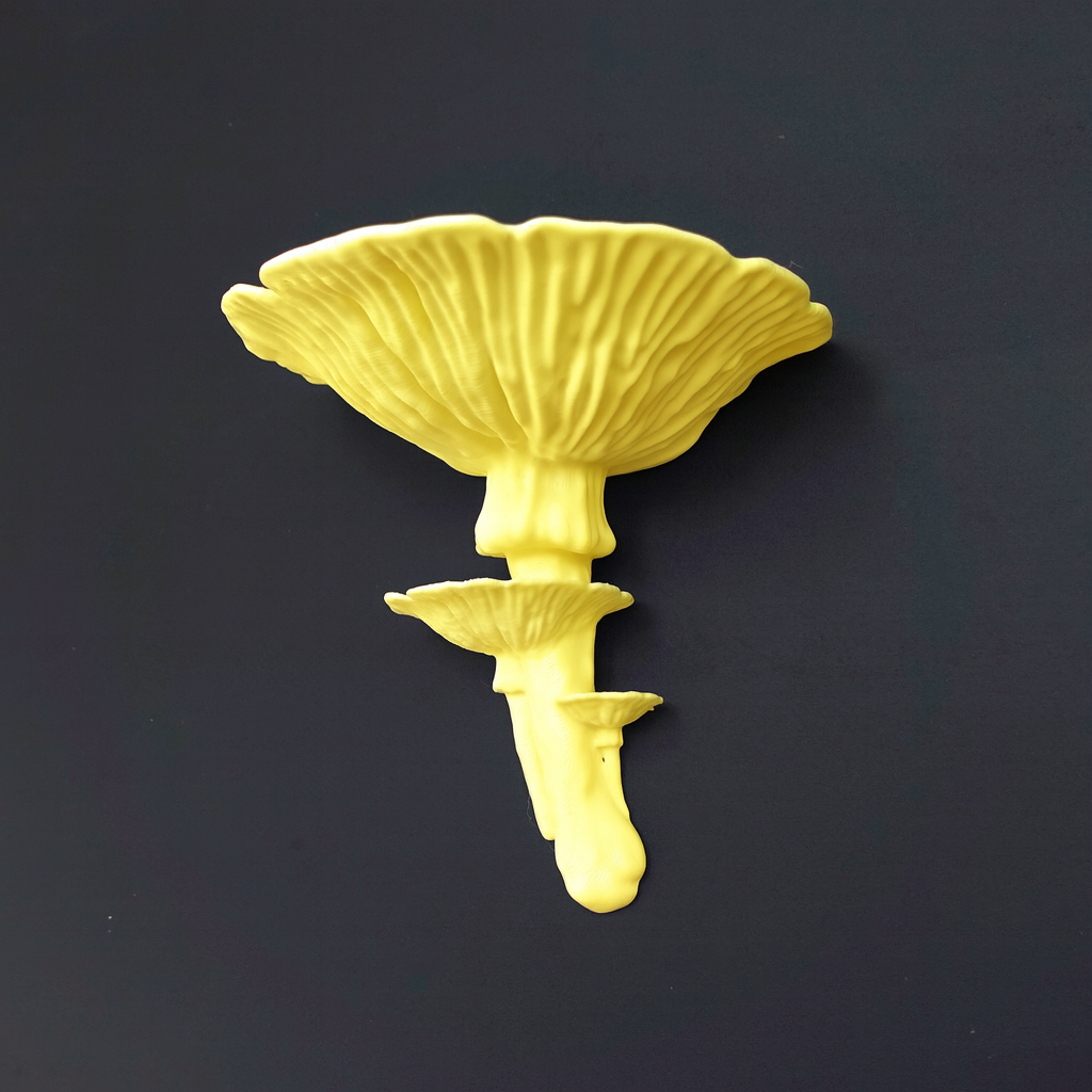 Repisa Hongo Amanita Caesarea
