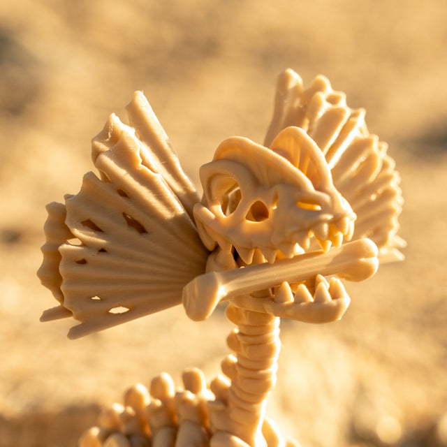Dilophosaurus Esqueleto Articulado