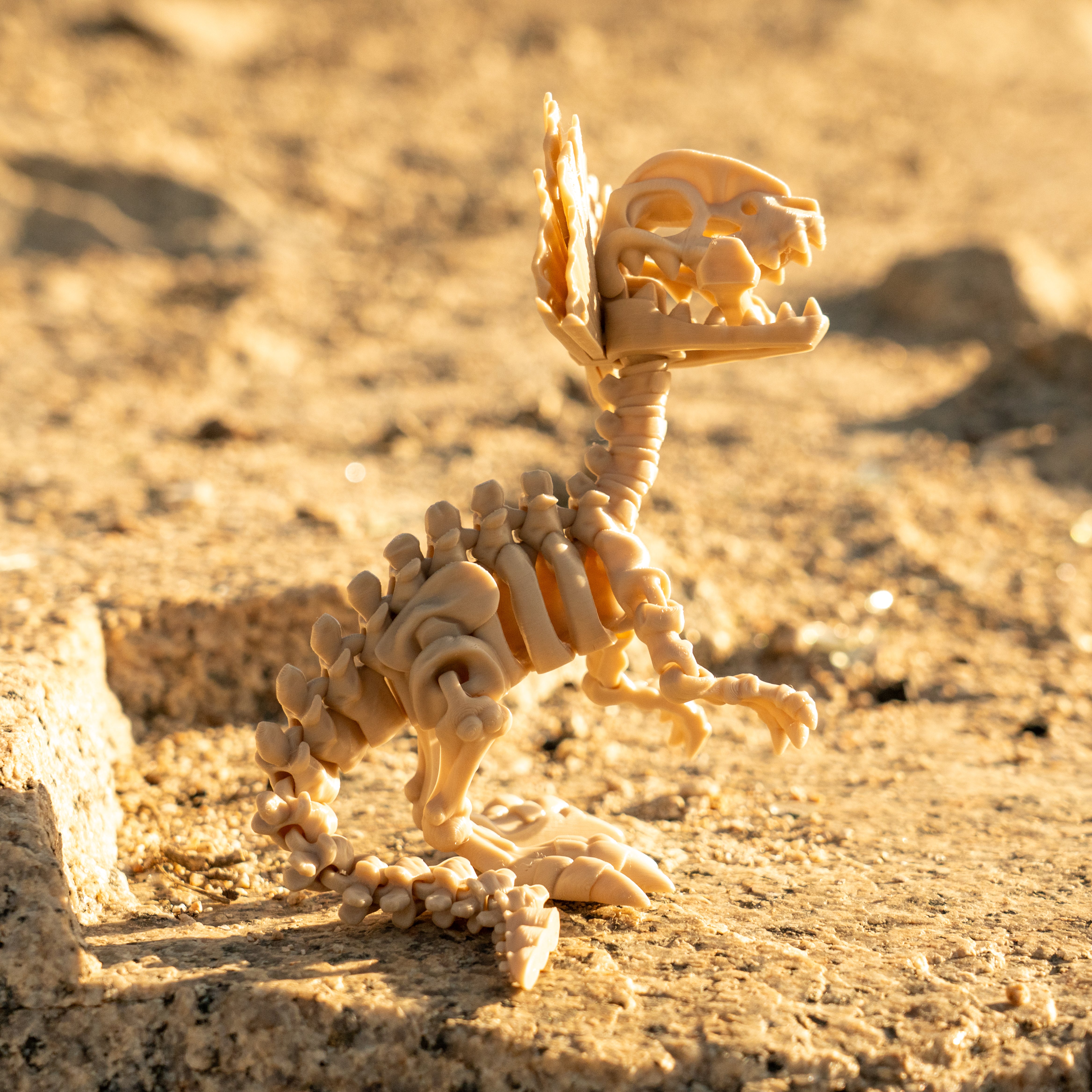 Dilophosaurus Esqueleto Articulado