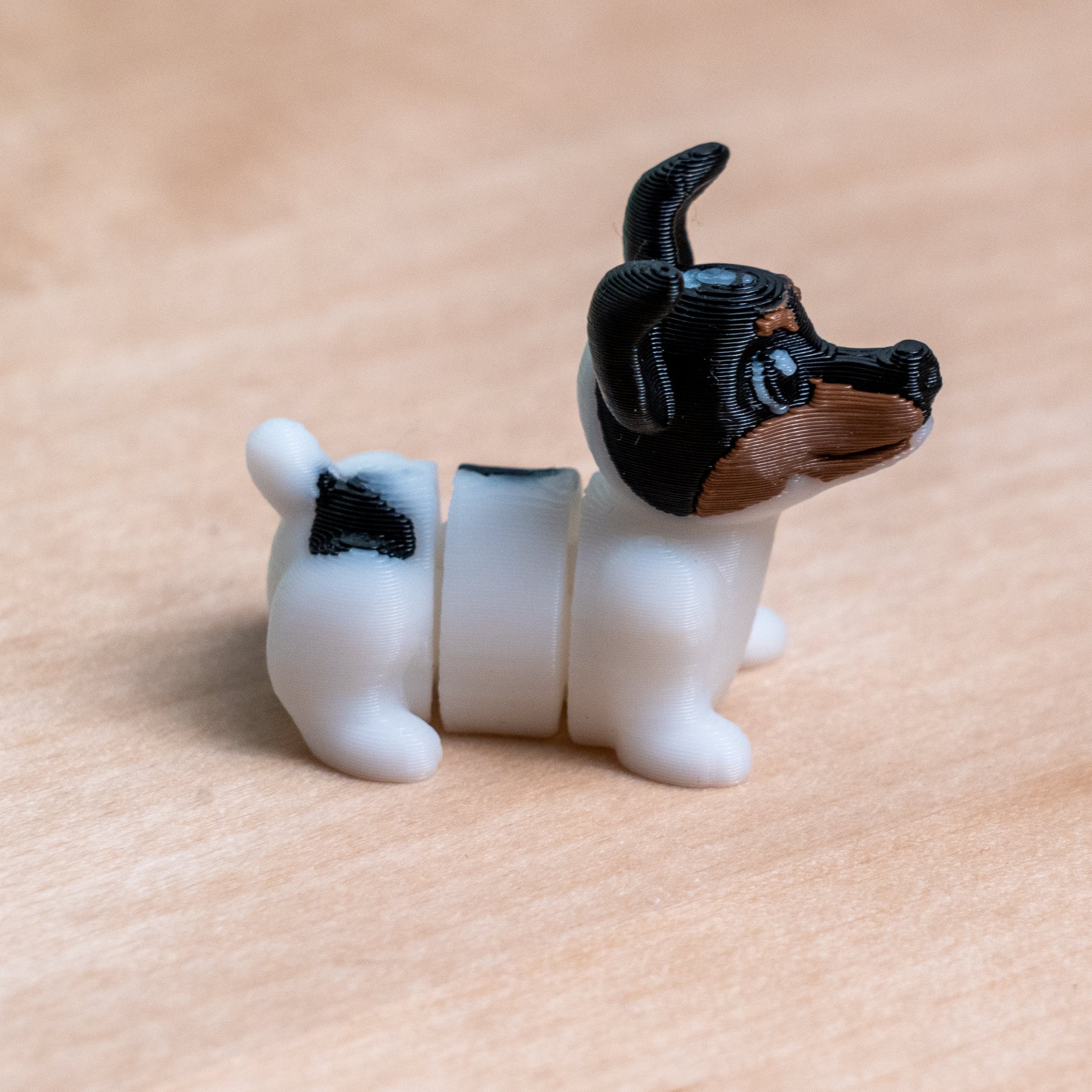 Modokin Chilean Fox Terrier
