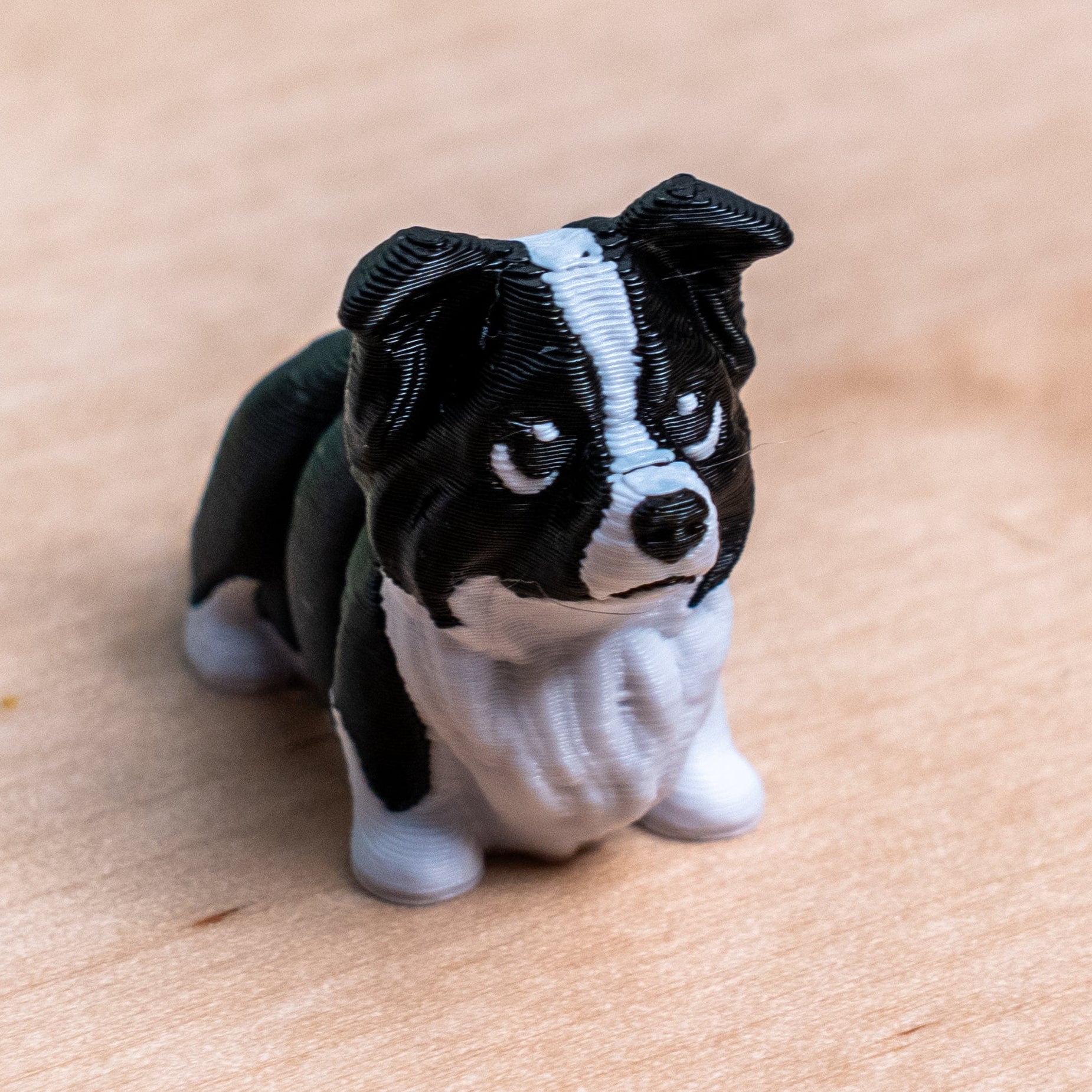 Modokin Border Collie Dog