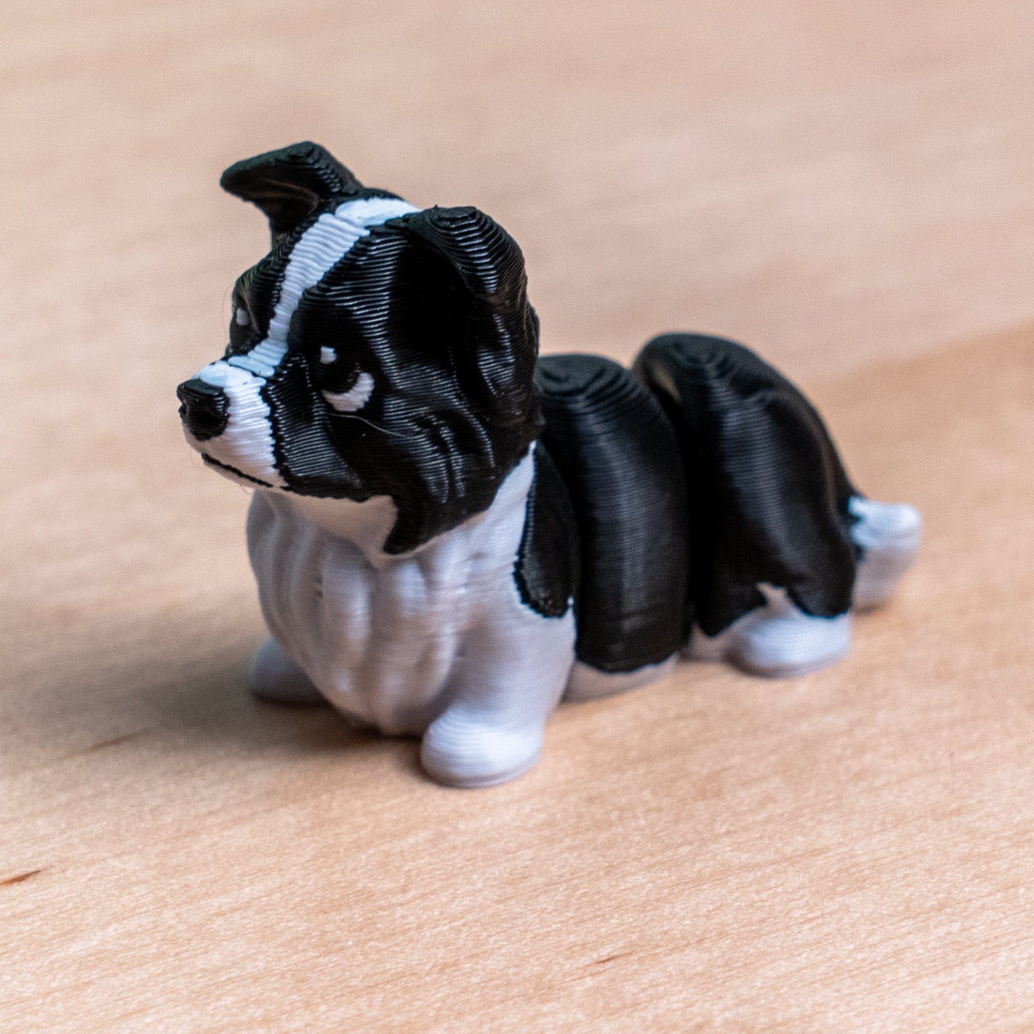 Modokin Border Collie Dog