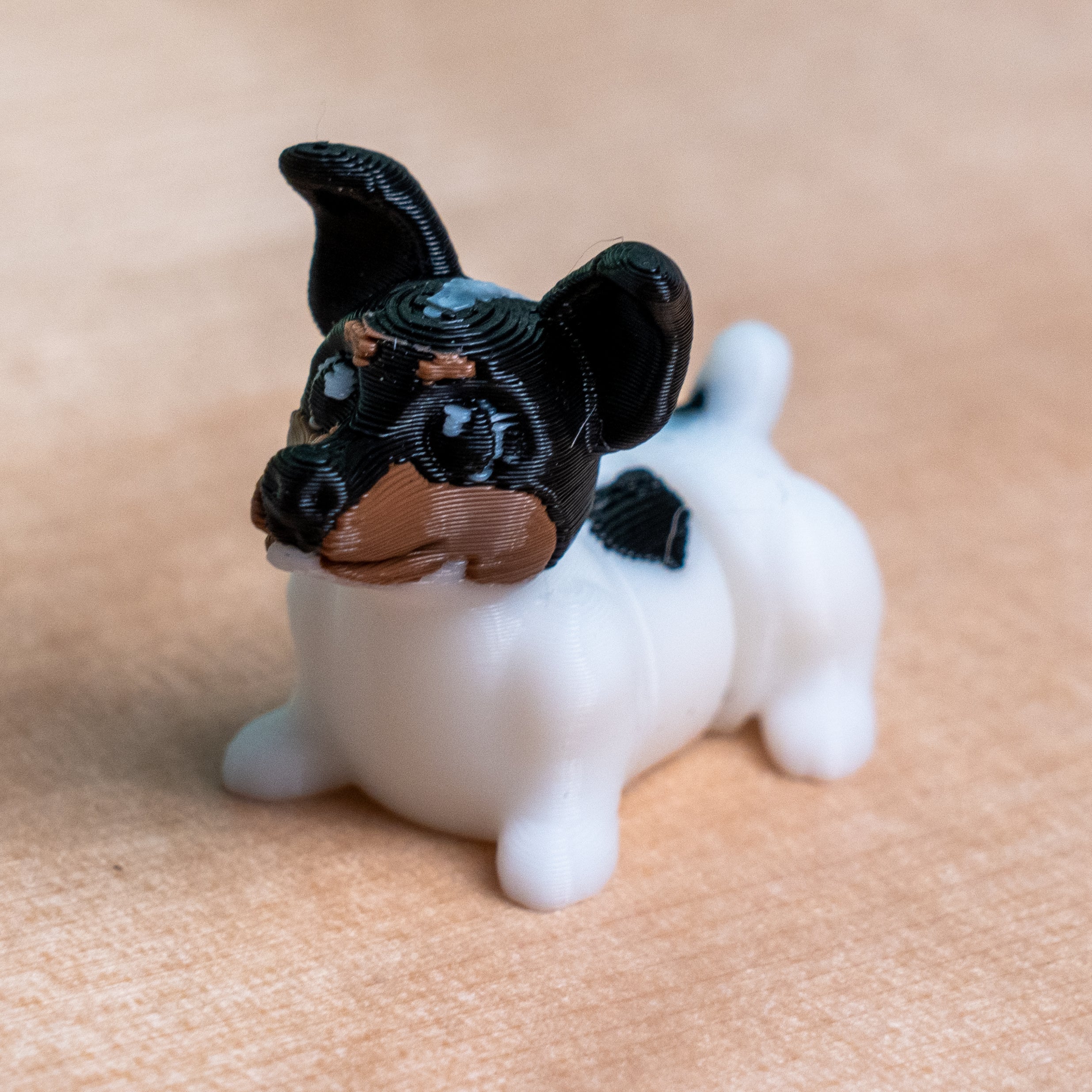 Modokin Chilean Fox Terrier