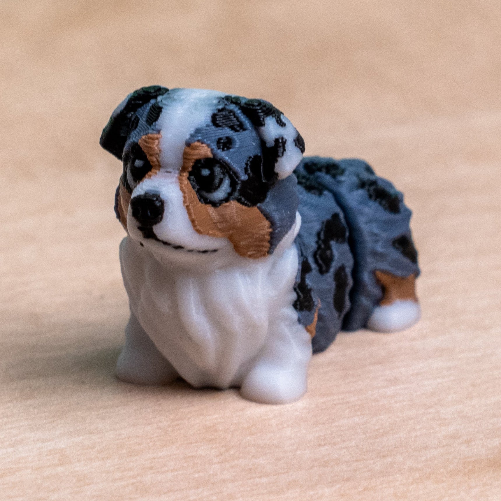 Modokin Australian Shepherd