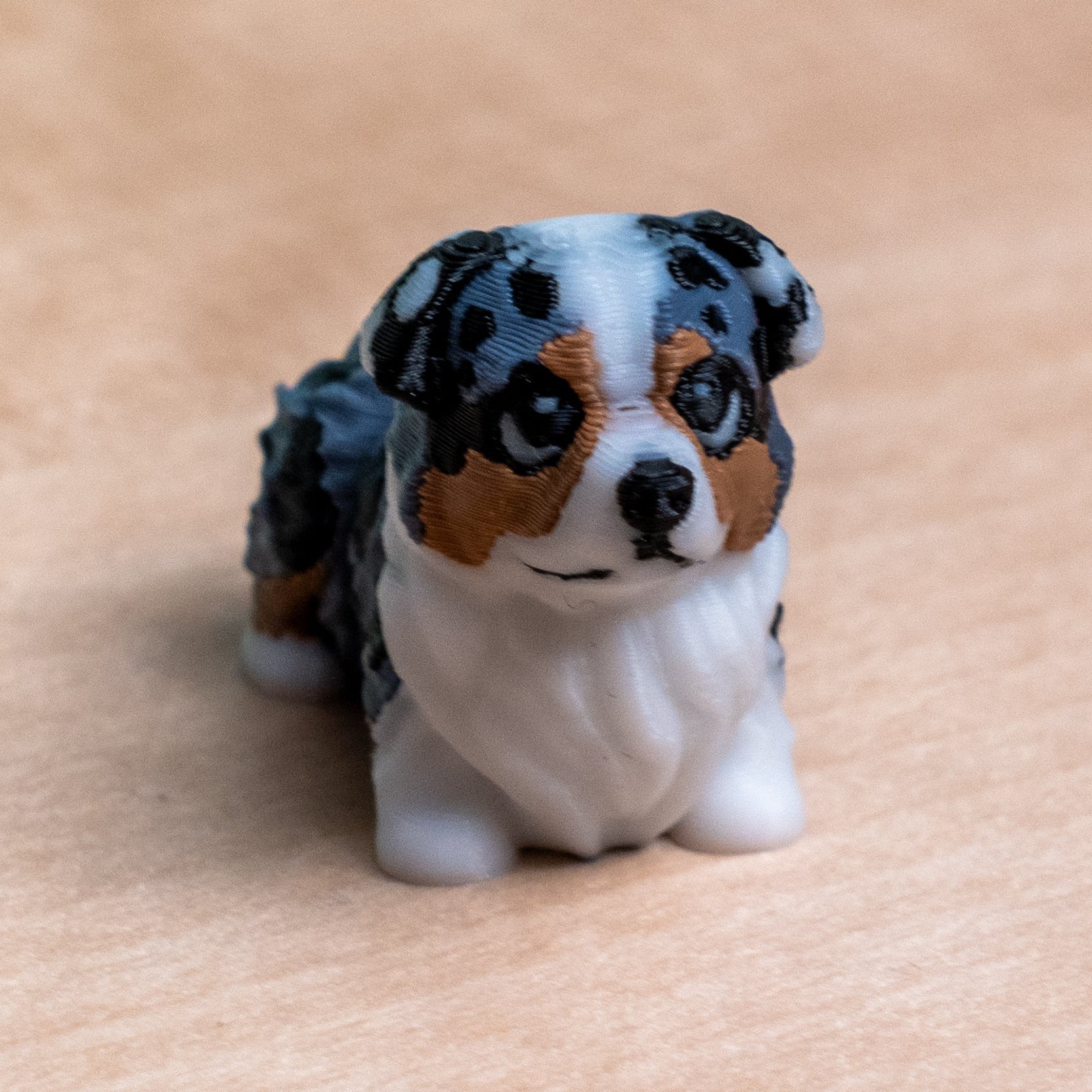 Modokin Australian Shepherd