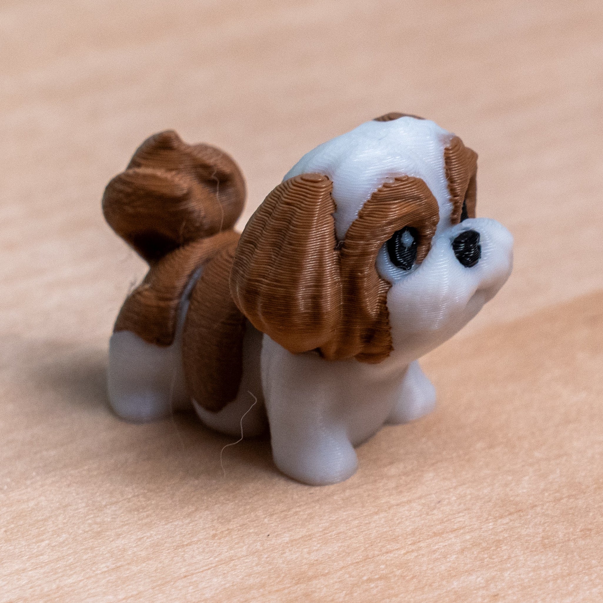 Modokin Shih Tzu dog