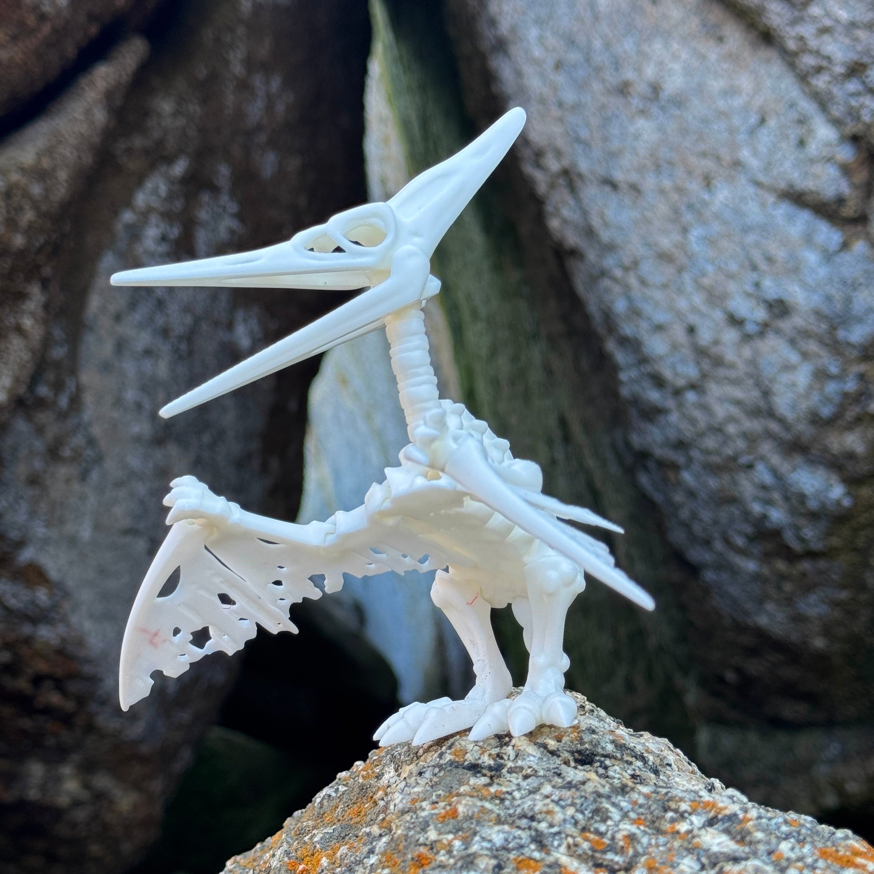 Pteranodon Esqueleto Articulado