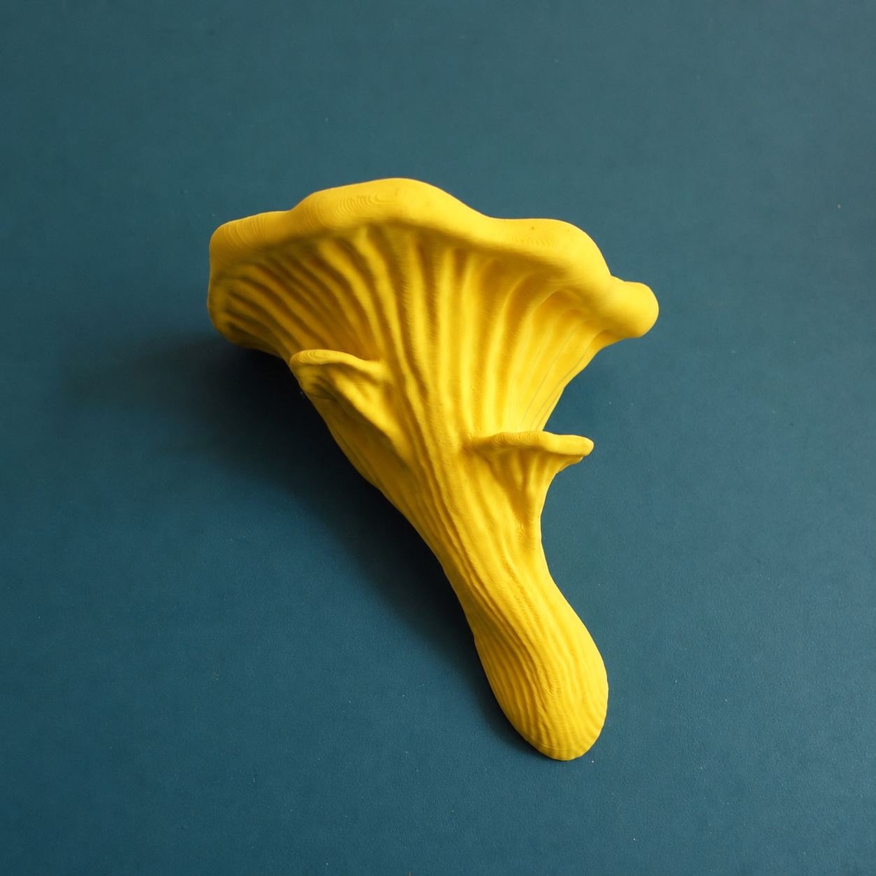 Oyster Mushroom Ledge