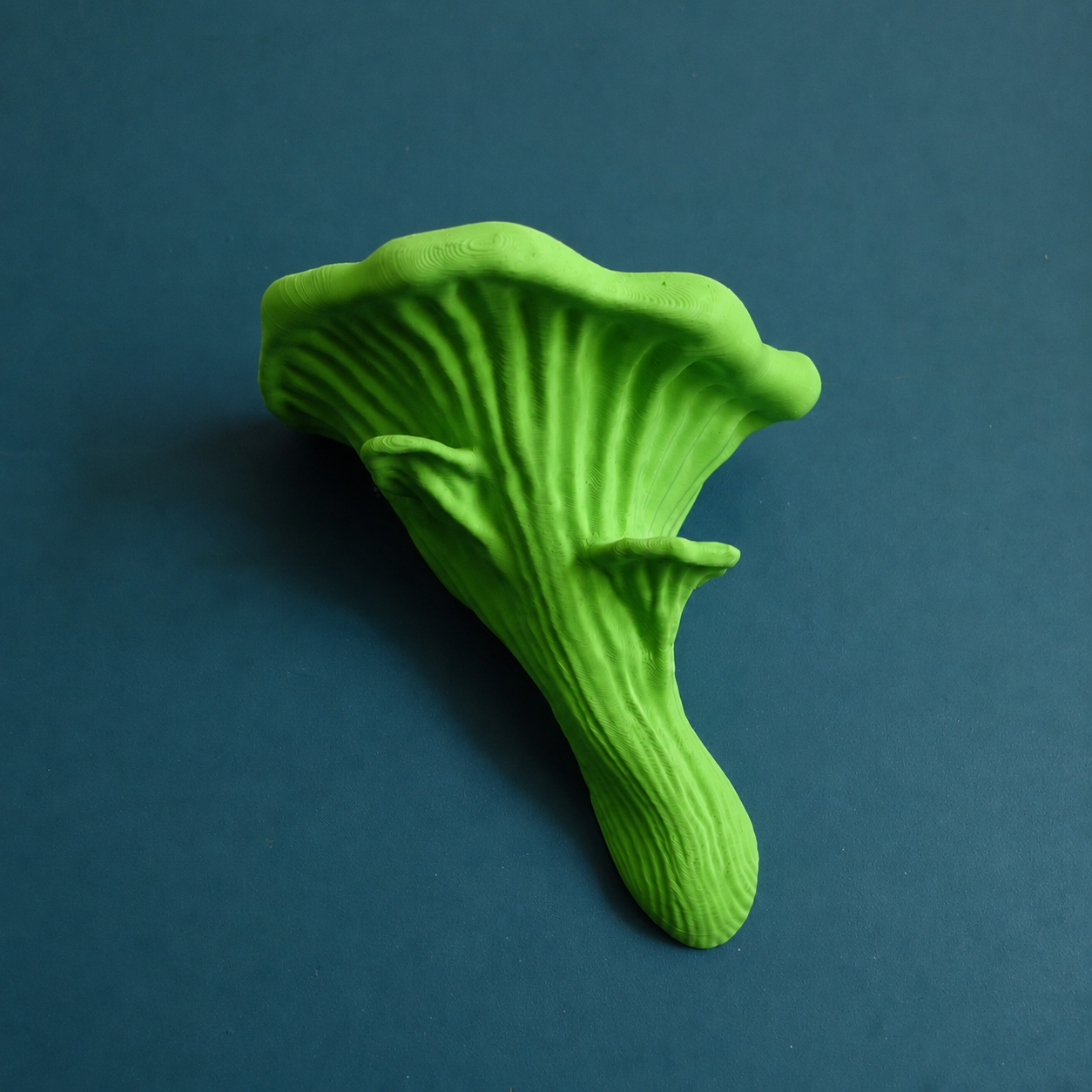Oyster Mushroom Ledge